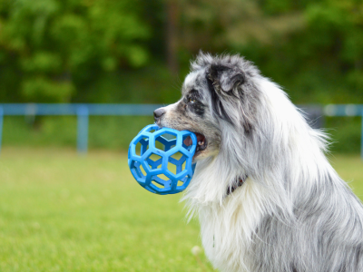 JW hol ee dierovaná lopta